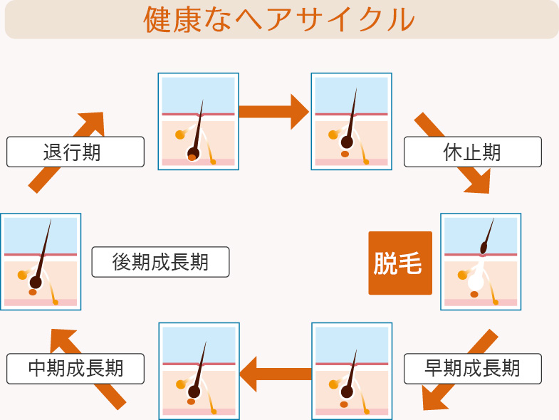 健康なヘアサイクル